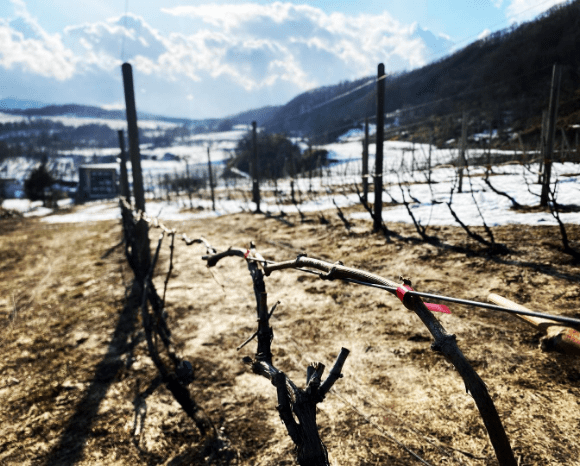 ぶどう畑の一年-冬