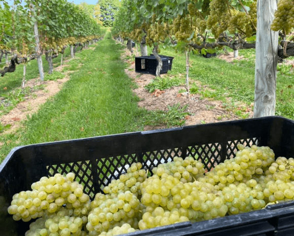 ぶどう畑の一年-秋