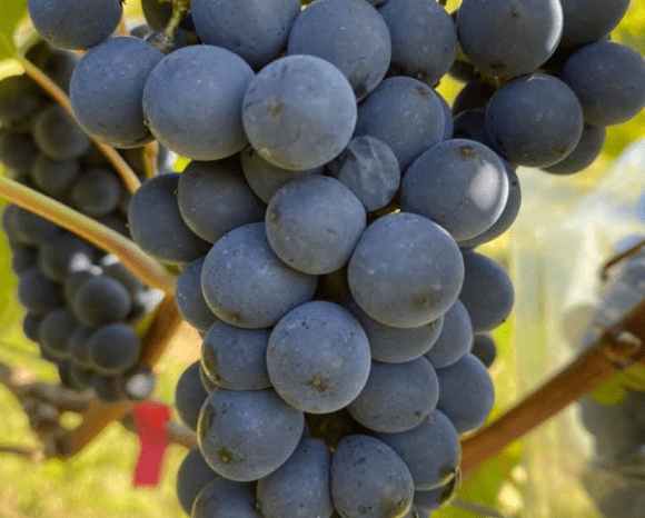 ぶどう畑の一年-秋