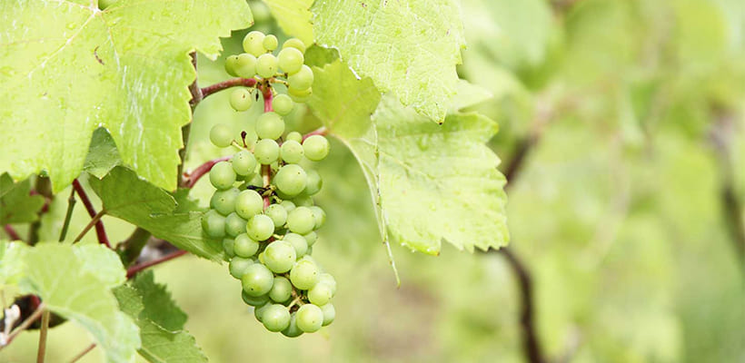 ルレーヴワイナリーのぶどう栽培