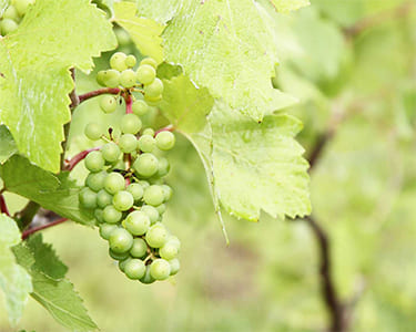 ルレーヴワイナリーのぶどう栽培