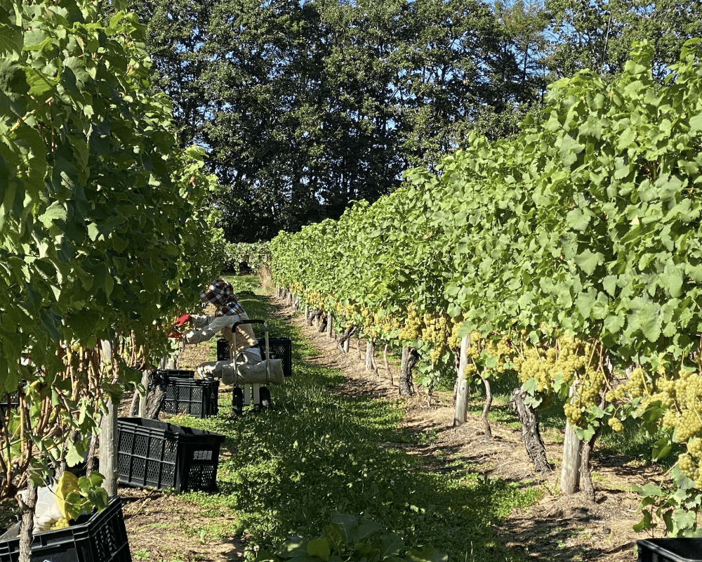 ぶどう収穫風景